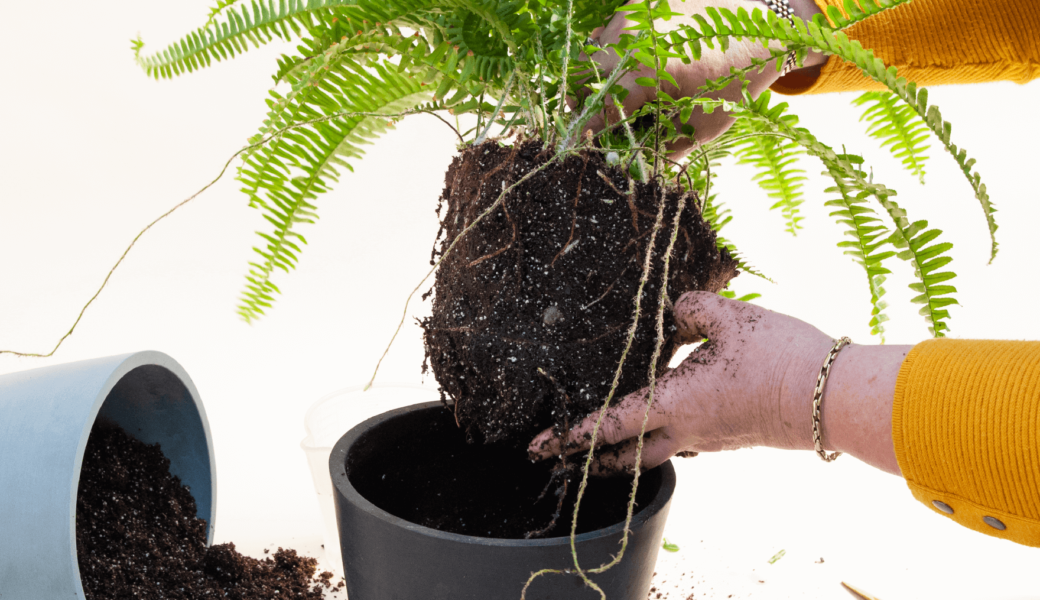 plants