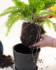 plants